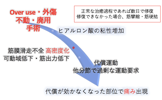 膜・筋膜　最新 知見と治療 アプローチ 人体の張力ネットワーク 膜・筋膜 最新知見と治療アプローチ/医