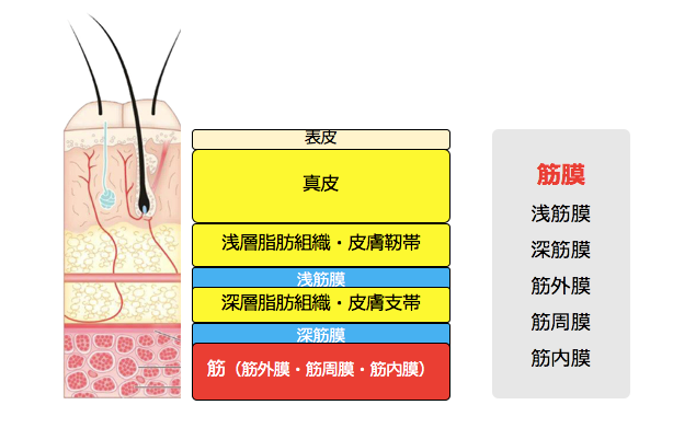 筋膜へのアプローチが痛みに効果を示すメカニズムとは？ ｜ XPERT