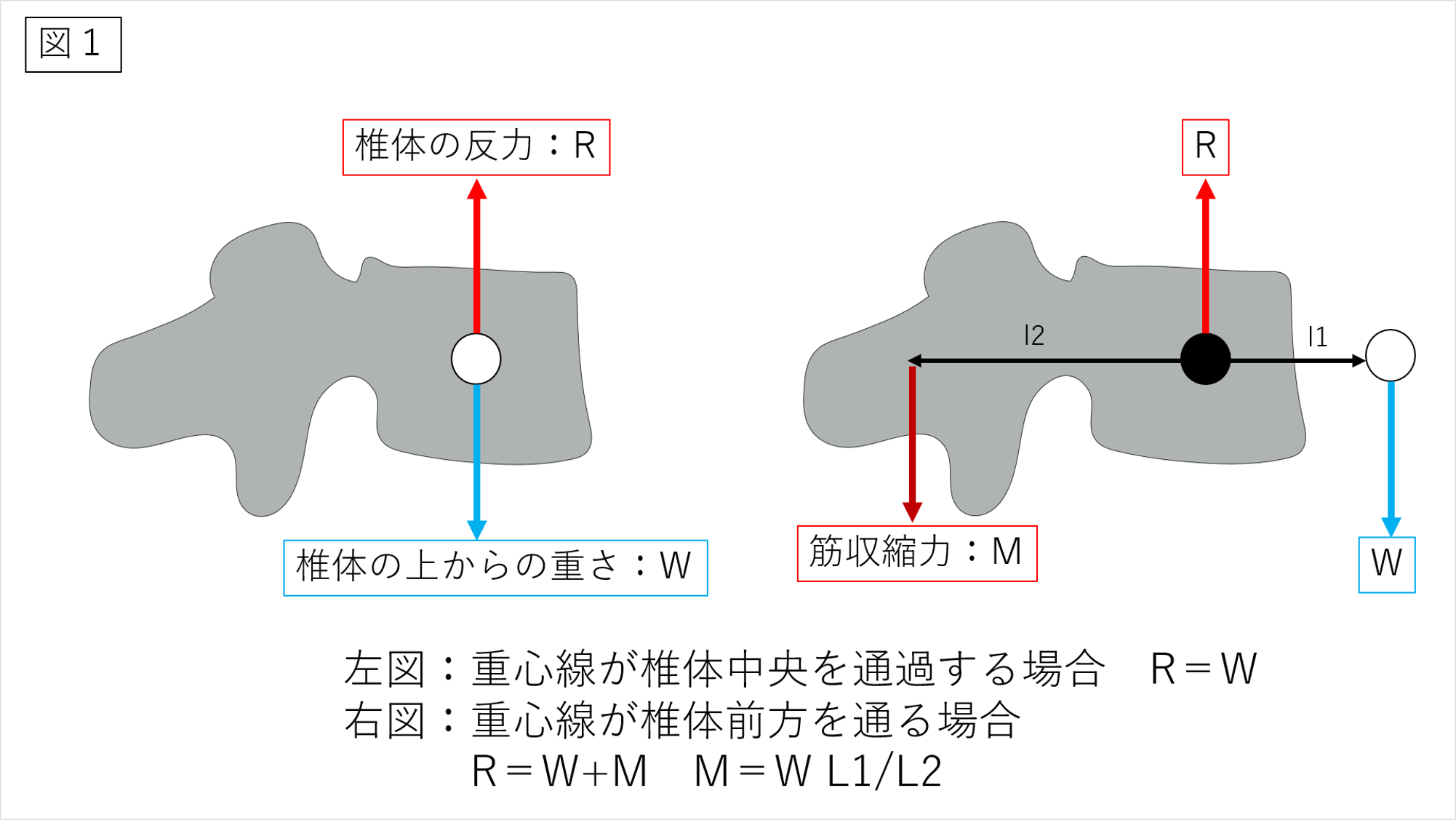 脊椎の分節的安定性のための運動療法 腰痛治療の科学的基礎と臨床