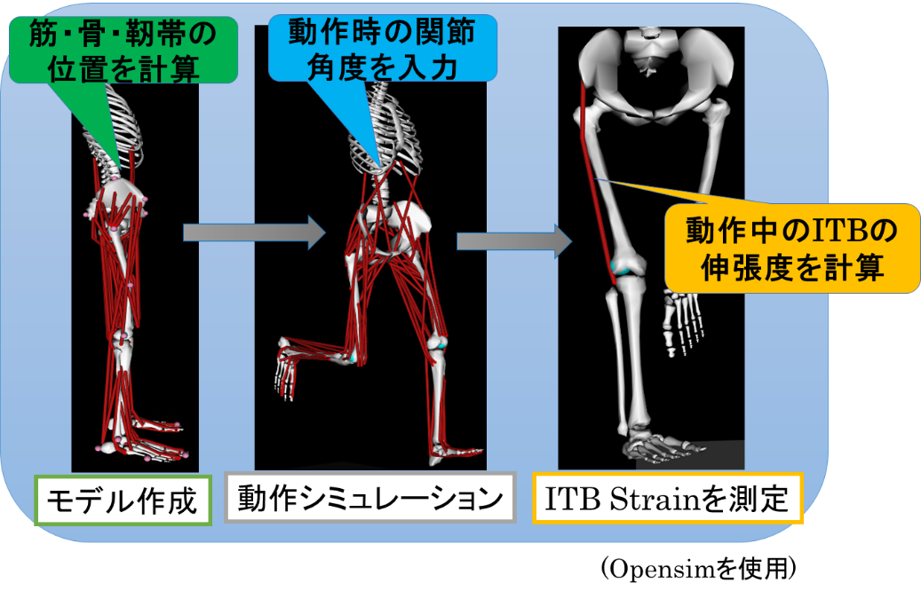 腸脛靭帯は固くなるのか その硬さ どう評価するのか Xpert