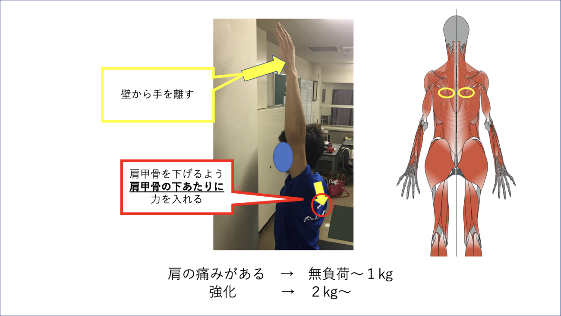 腕を上げるために必要な肩甲骨の動きとは 改善のためのエクササイズも紹介 Xpert