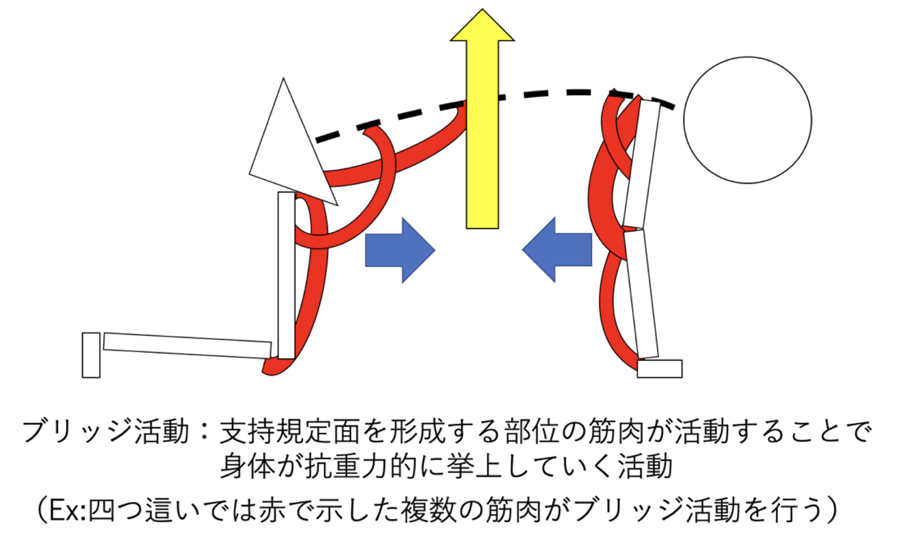 四つ這いエクササイズの効果とは 正常発達と姿勢制御の視点から考える Xpert