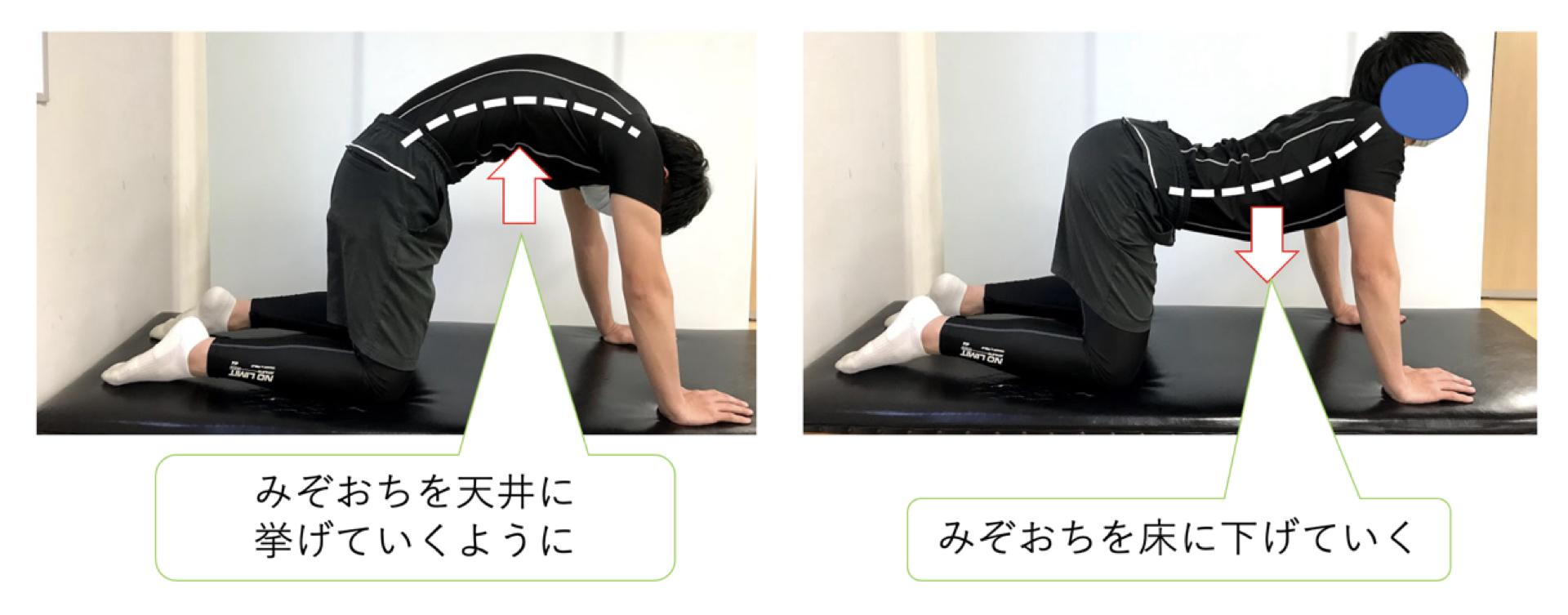運動制御からストレングスまで！四つ這いでの運動・トレーニング！ | XPERT
