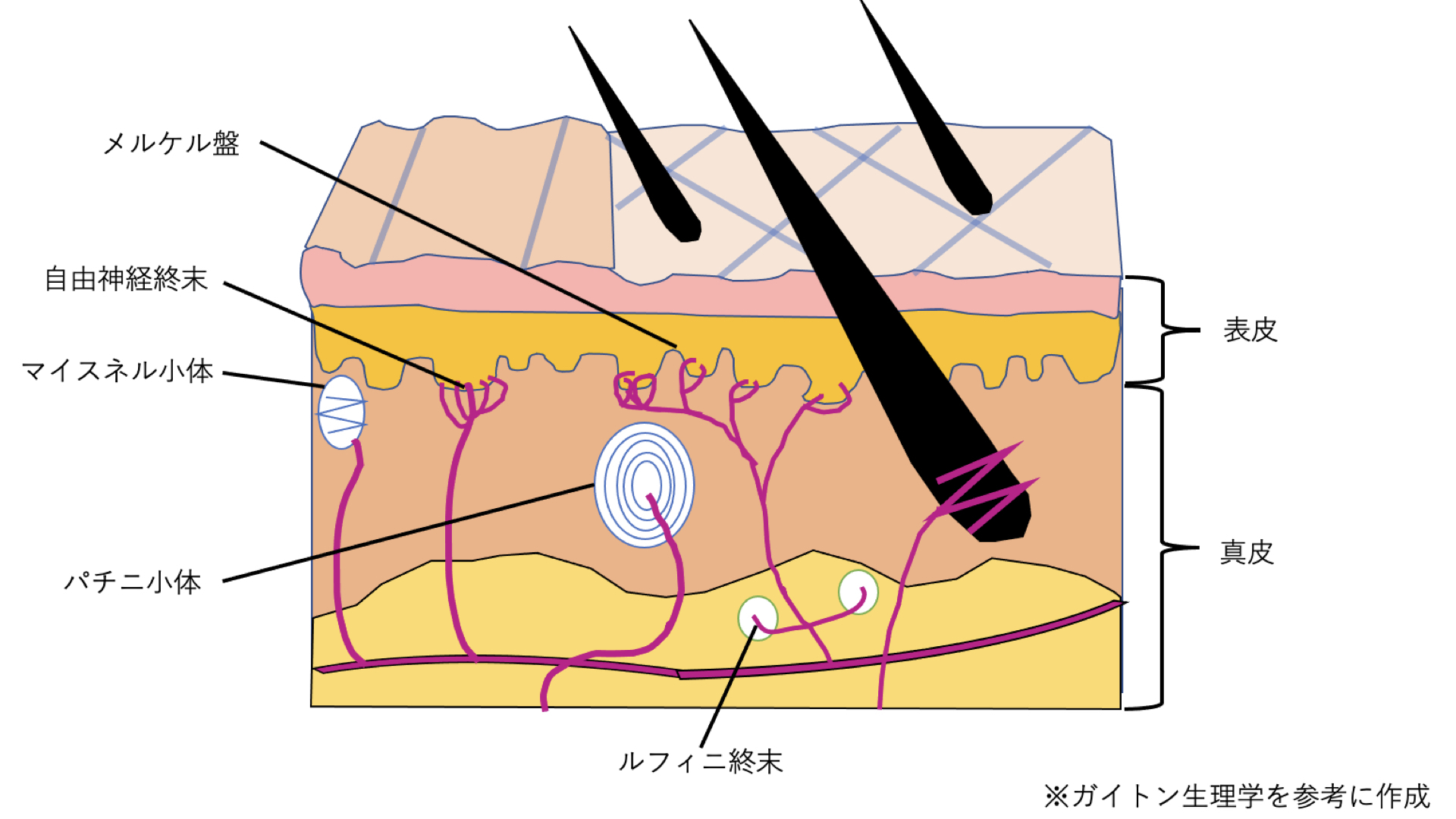 姿勢制御を考える〜表在感覚は姿勢制御を変化させるキーとなるか？〜 ｜ XPERT