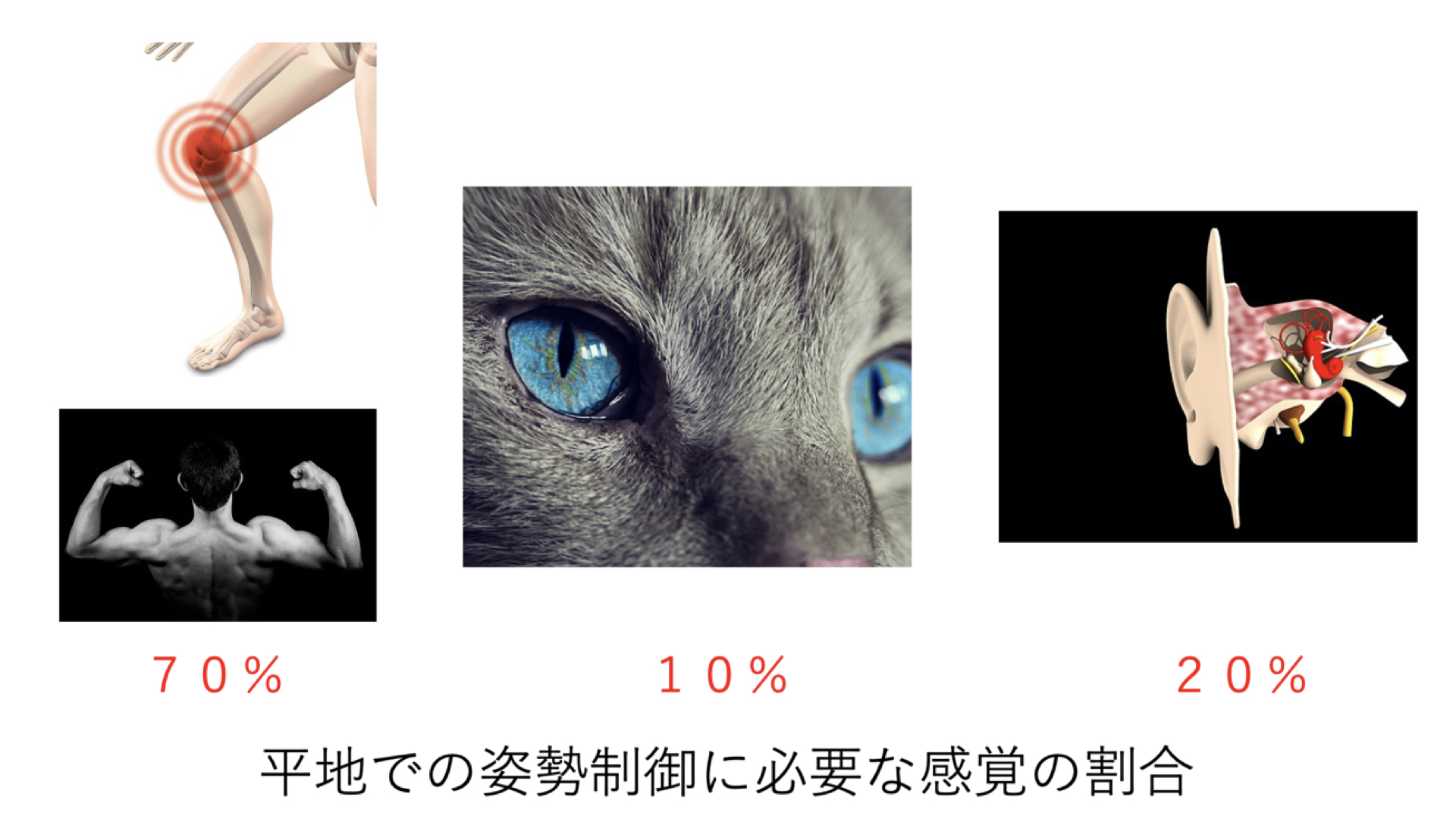 姿勢制御と理学療法の実際