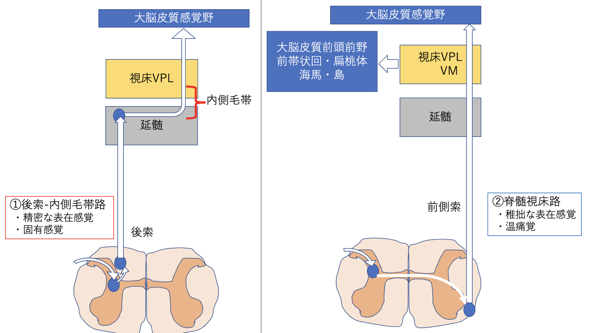 姿勢制御を考える〜入力された感覚の行方を追う〜 ｜ XPERT