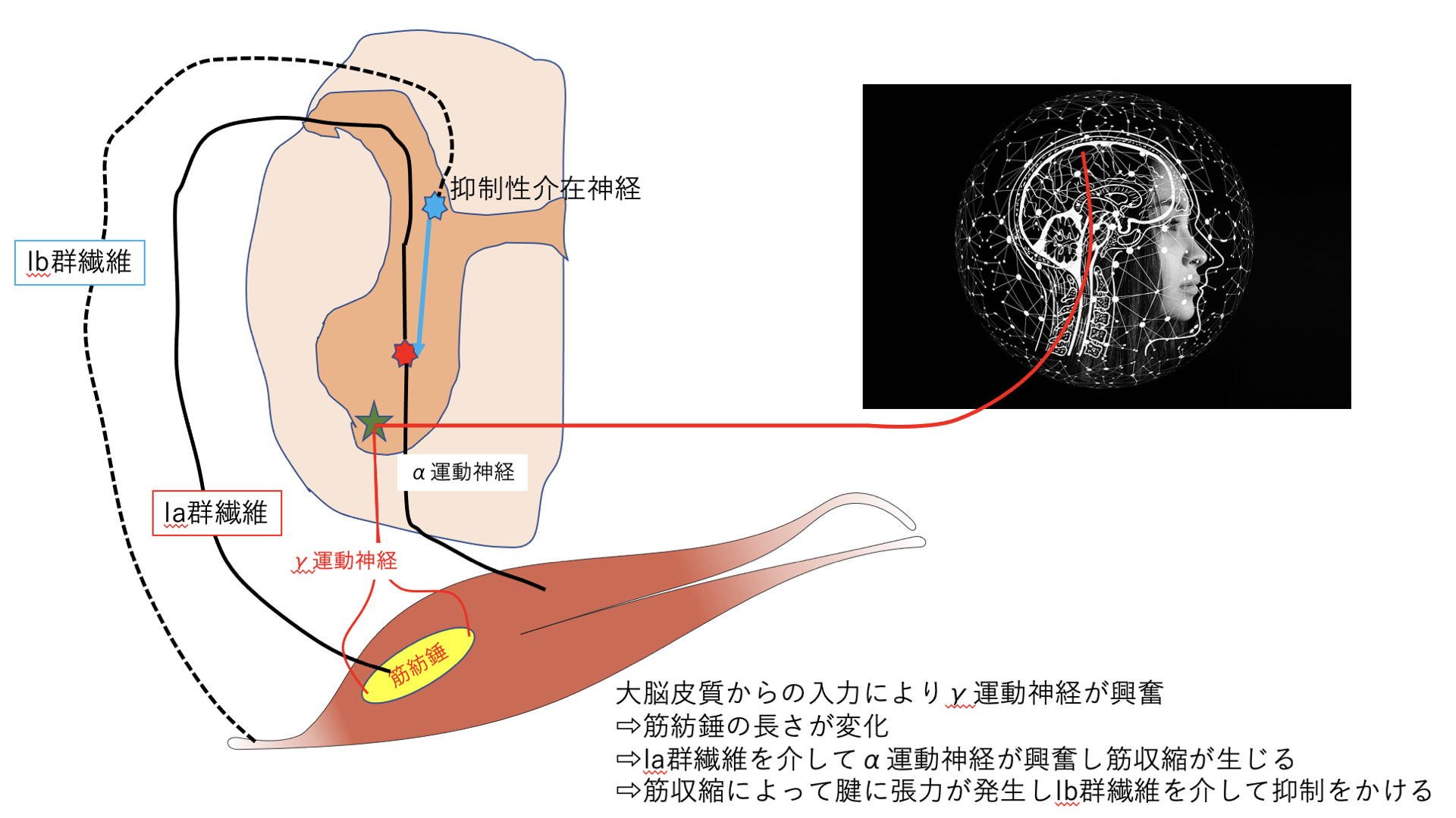 ゴルジ腱器官と筋紡錘