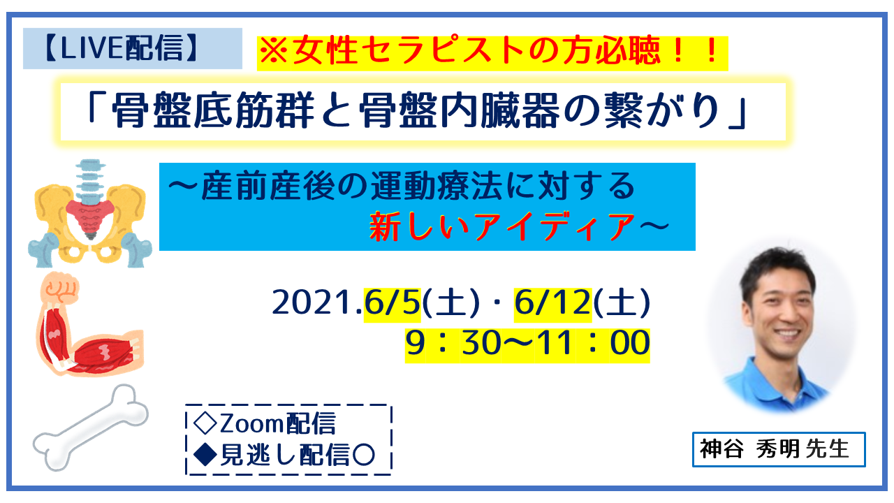 6/5・12骨盤底筋群と骨盤内臓器の繋がり ｜ XPERT