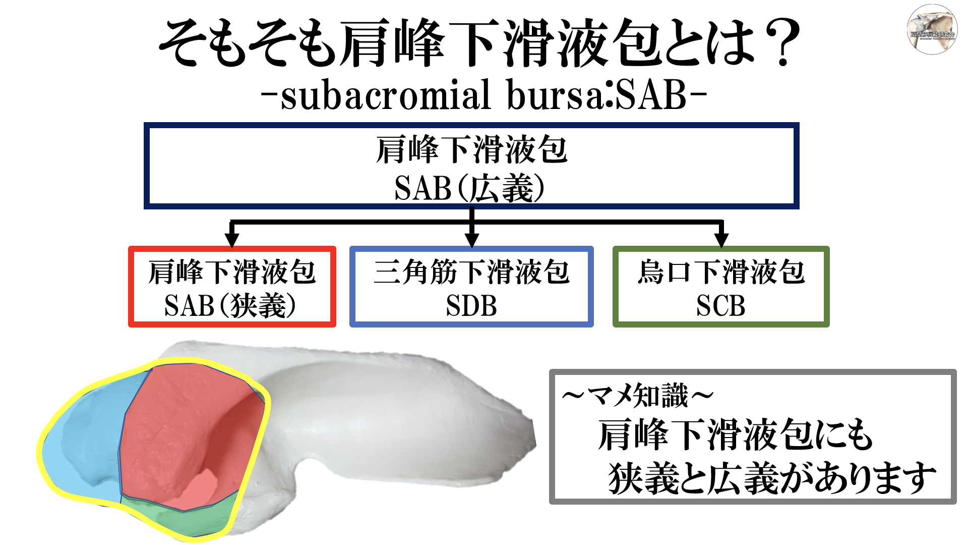 肩峰下滑液包の機能×解剖学（基礎編） ｜ XPERT