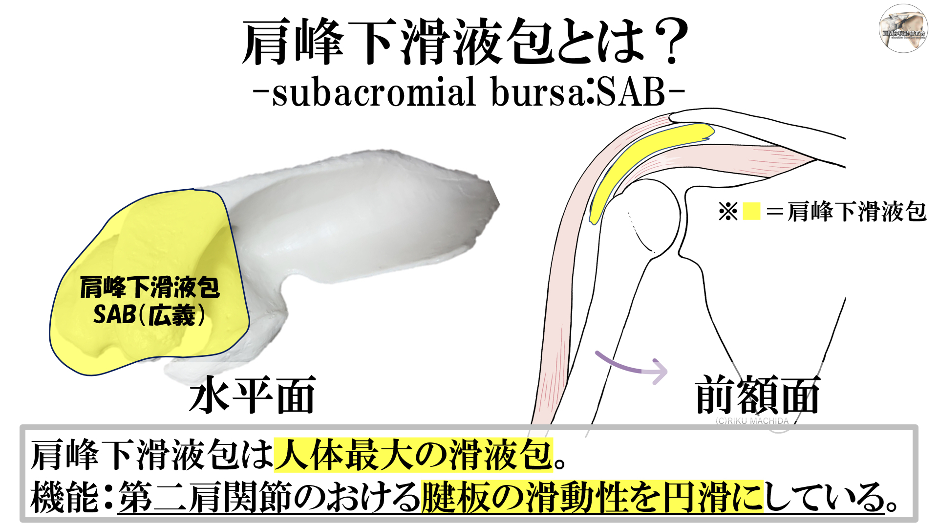 肩峰下滑液包の機能×解剖学（基礎編） ｜ XPERT