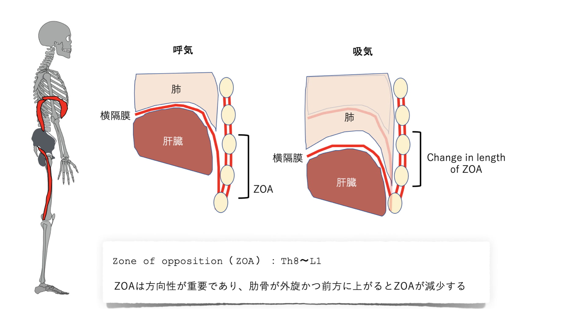 zone of appositionと胸郭機能の関係