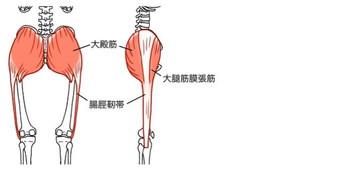 変形性膝関節症に対する機能解剖学に基づいた理学療法｜福岡整形外科
