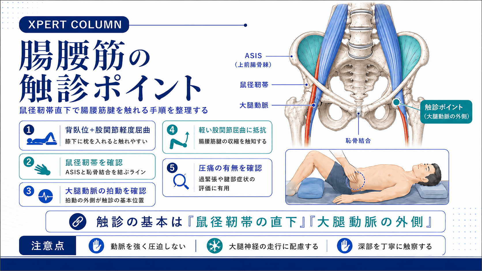 腸腰筋の解剖と臨床応用｜起始・停止・作用から触診・評価・腰痛との