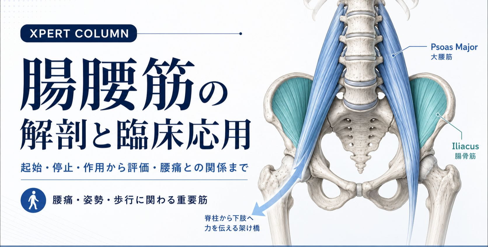 腸腰筋の解剖と臨床応用｜起始・停止・作用から触診・評価・腰痛との
