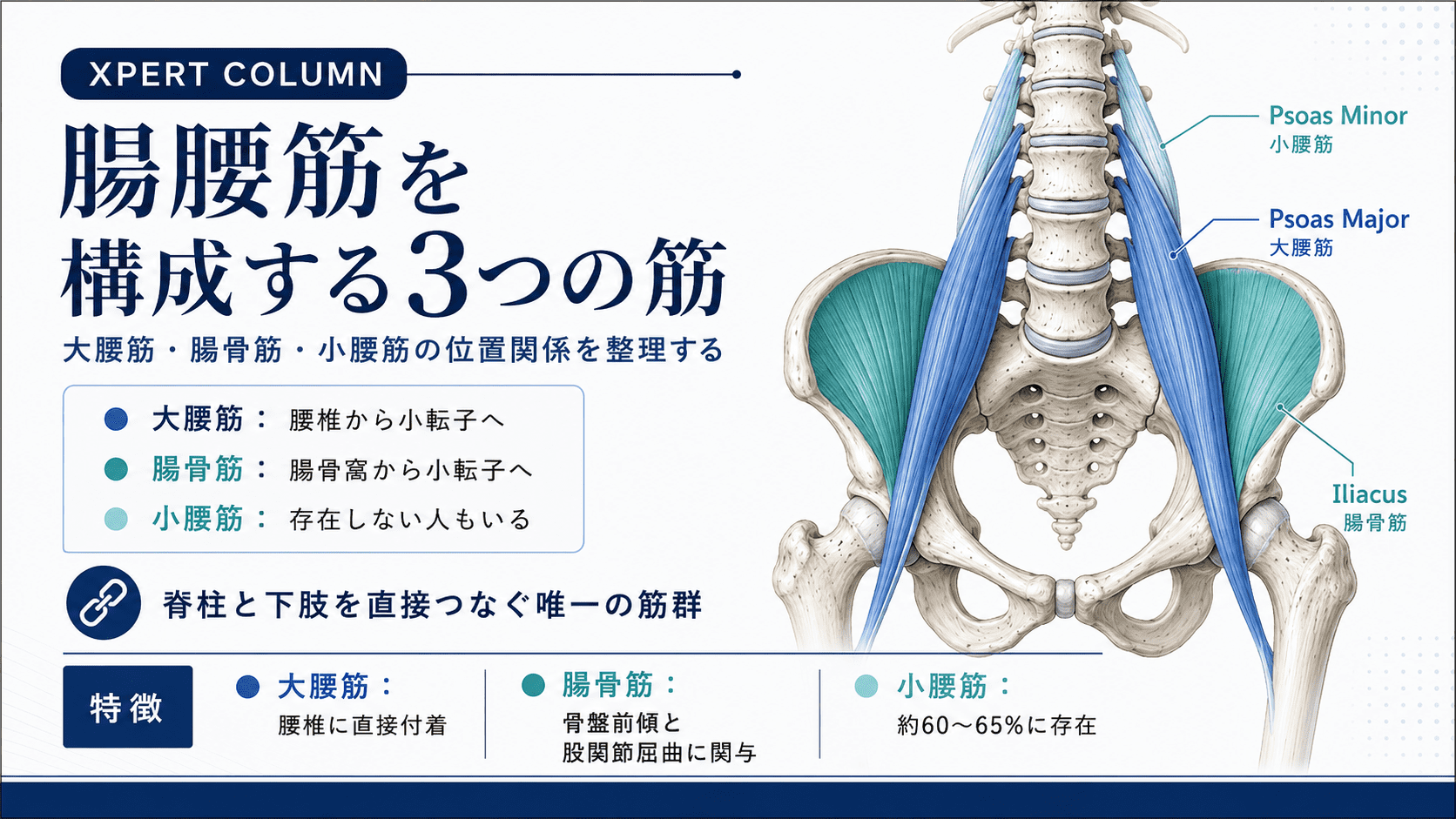 腸腰筋の解剖と臨床応用｜起始・停止・作用から触診・評価・腰痛との
