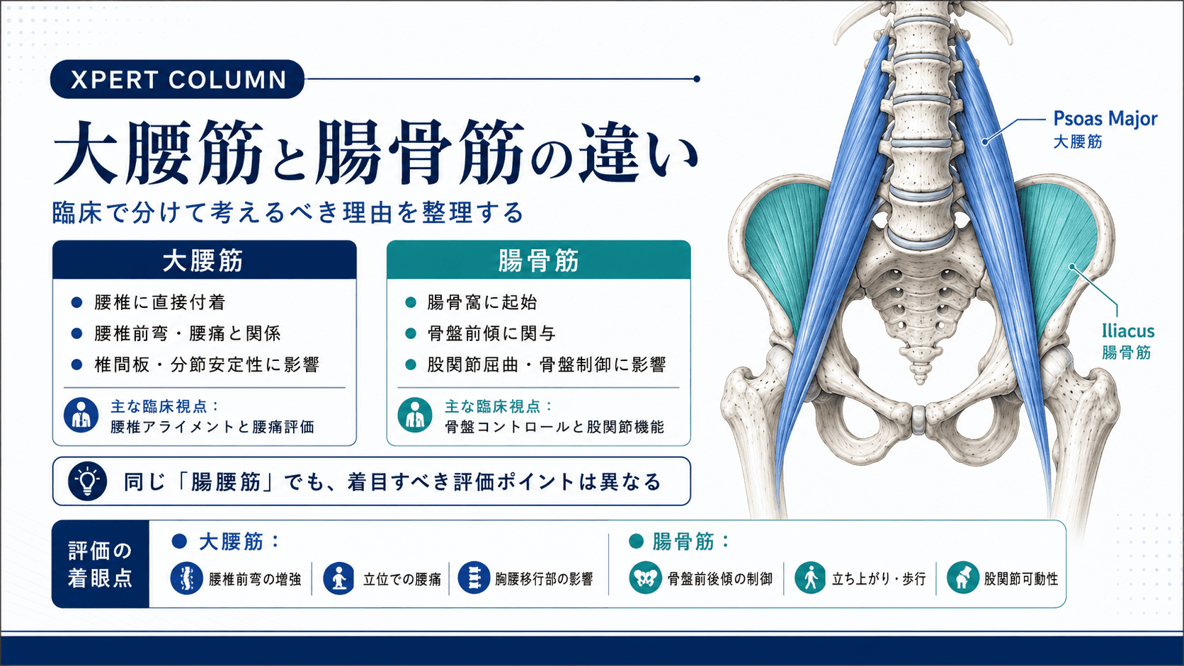 腸腰筋の解剖と臨床応用｜起始・停止・作用から触診・評価・腰痛との