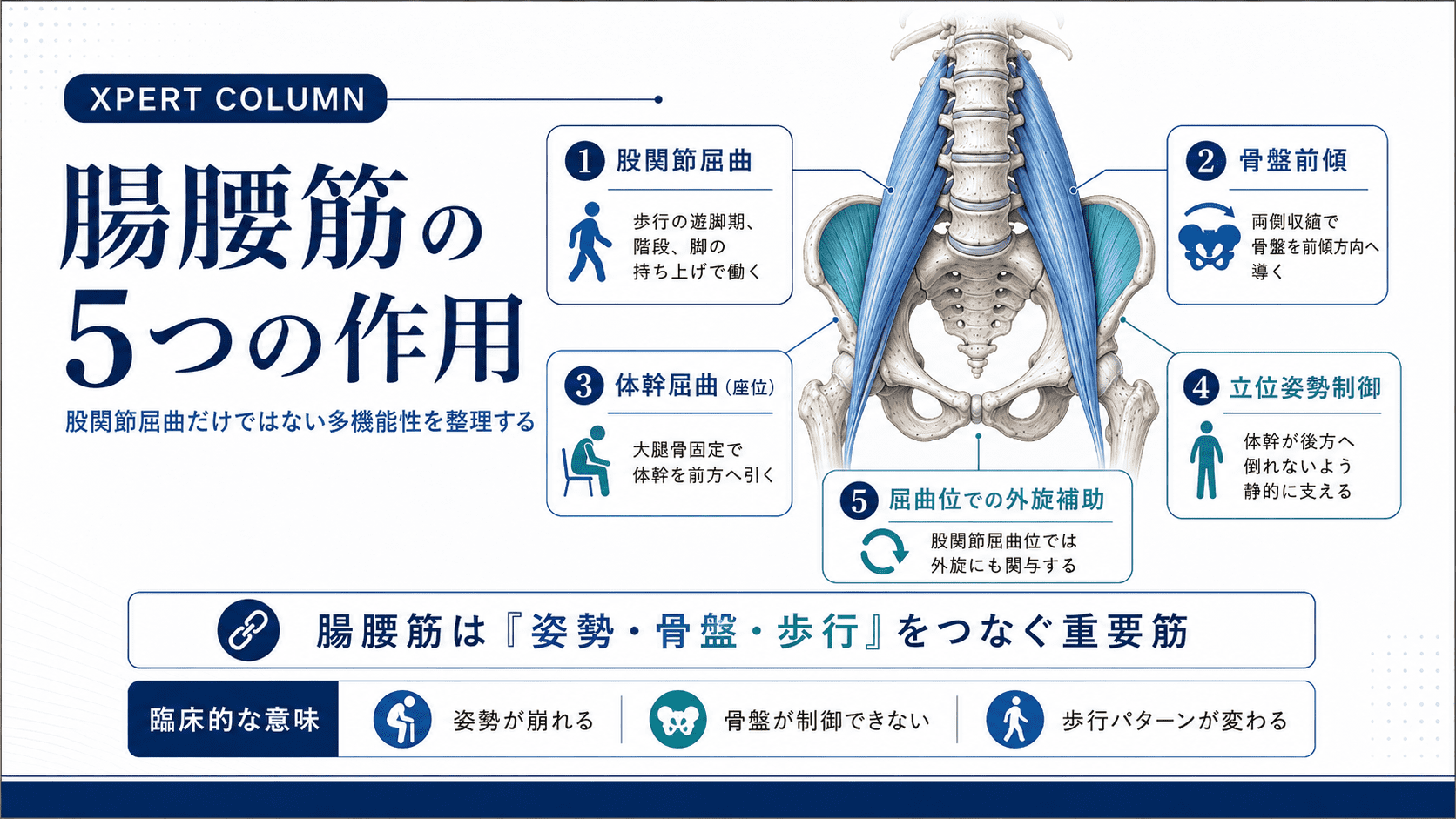腸腰筋の解剖と臨床応用｜起始・停止・作用から触診・評価・腰痛との