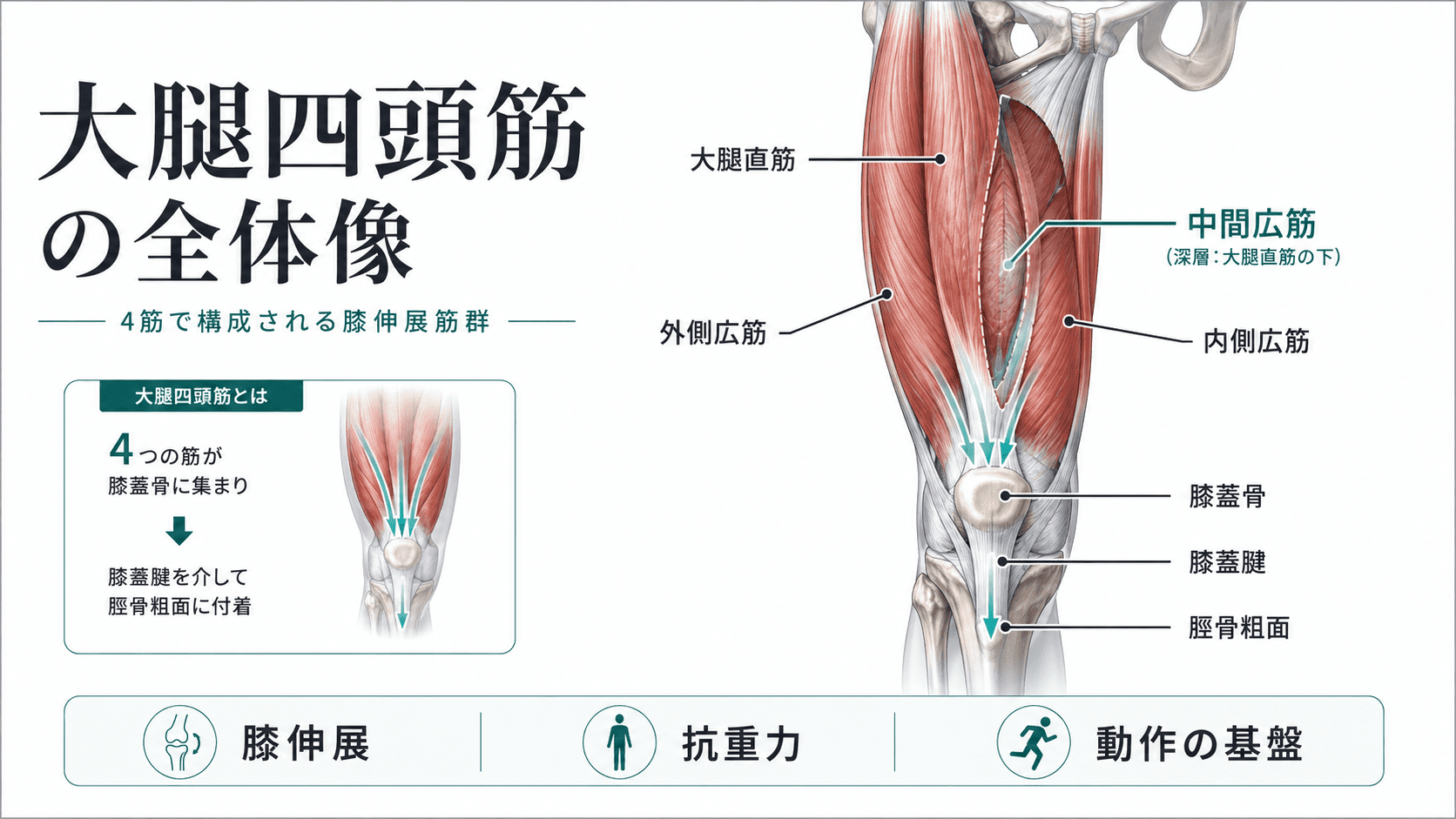 大腿 四 頭 筋 起 始 停止