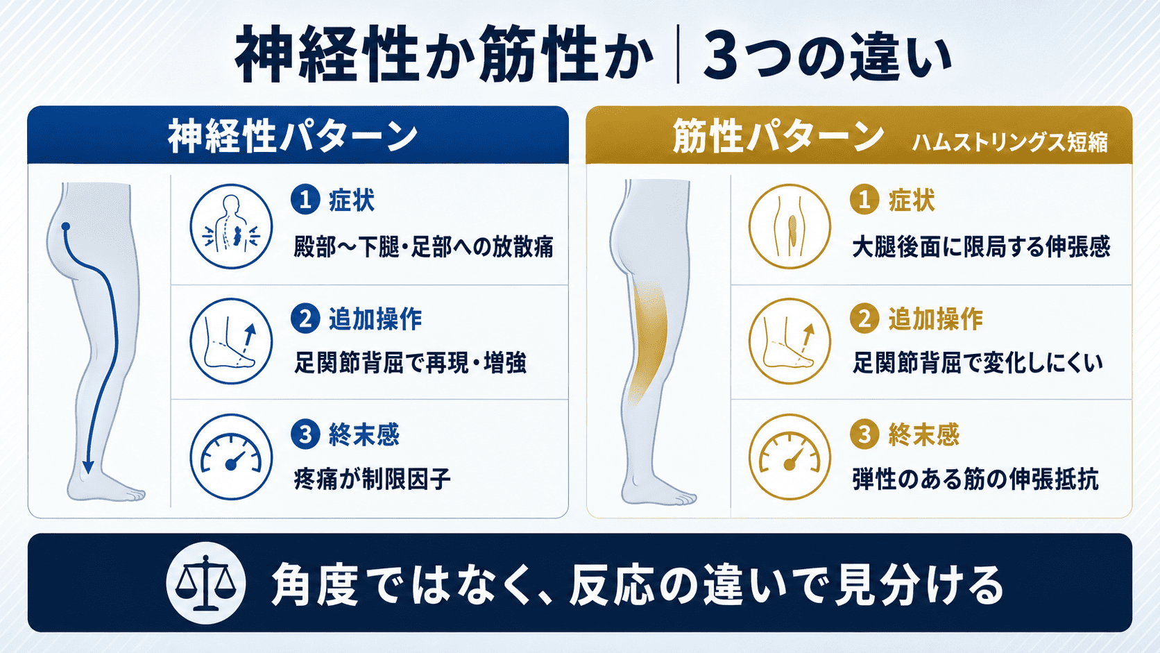 SLRテストの陽性は何を意味する？神経根症状とハムストリングス短縮の